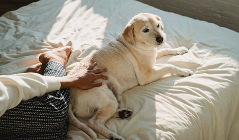 Perrito en la cama