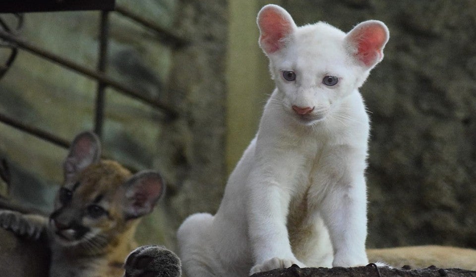 Puma albino