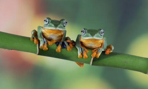 Ranas
