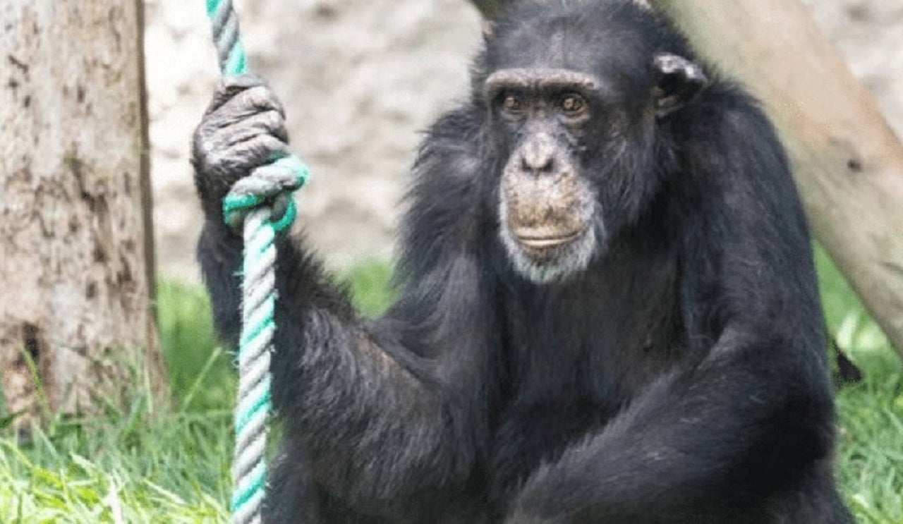 Yoko, chimpancé bioparque Ukumari