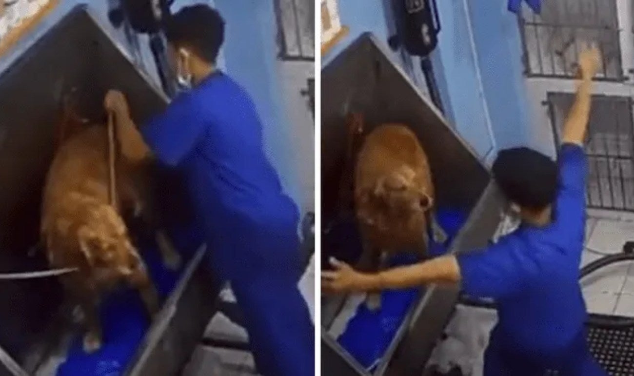 Inmigrante que trabaja en una veterinaria se hace viral por bailar con un perro
