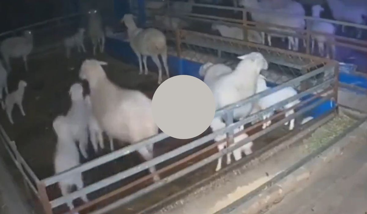 Cabras en terremoto en China