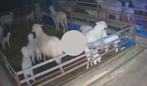 Cabras en terremoto en China