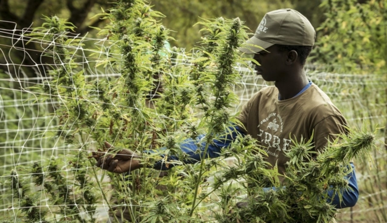 VENTA LEGAL DE CANNABIS
