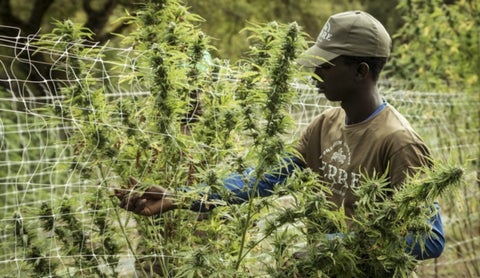VENTA LEGAL DE CANNABIS