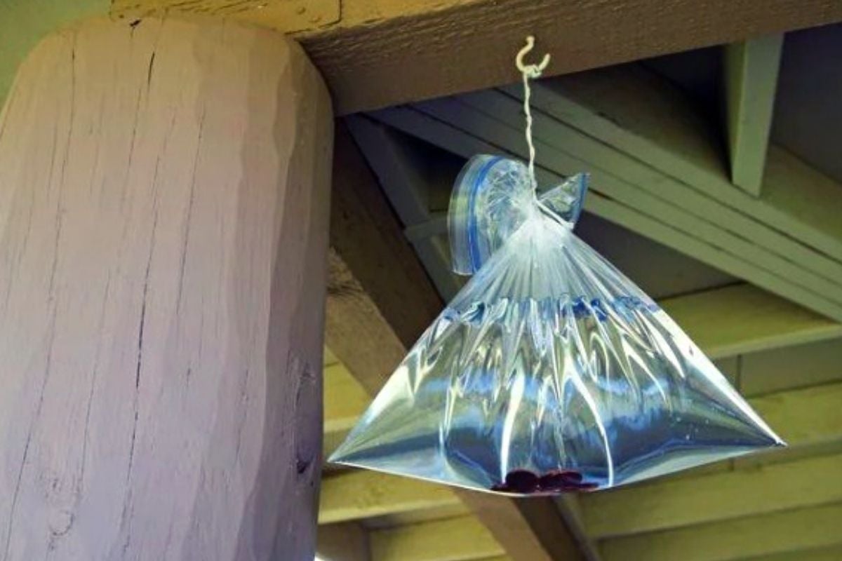 Bolsa de agua