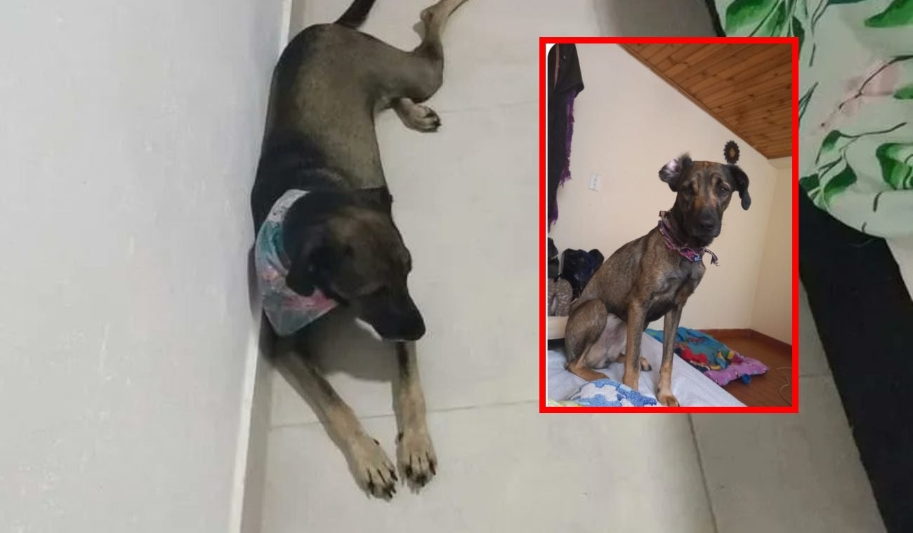 Isis perrita desaparecida en Bosa