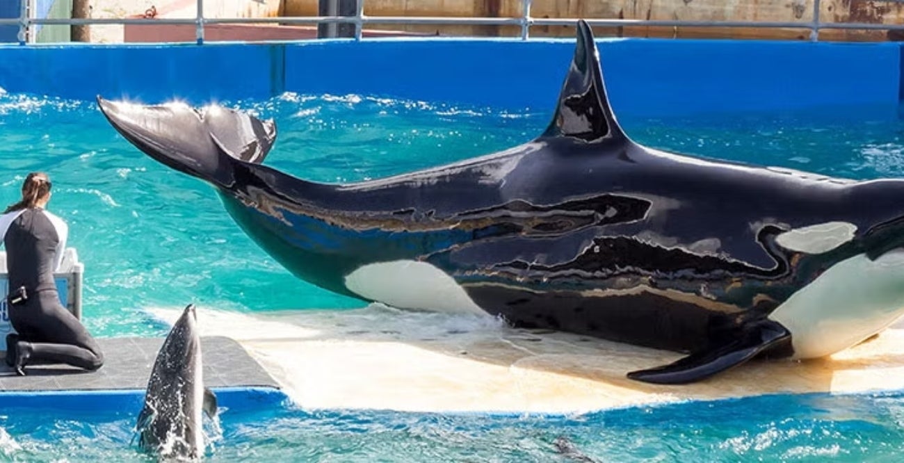 Seaquarium de Miami
