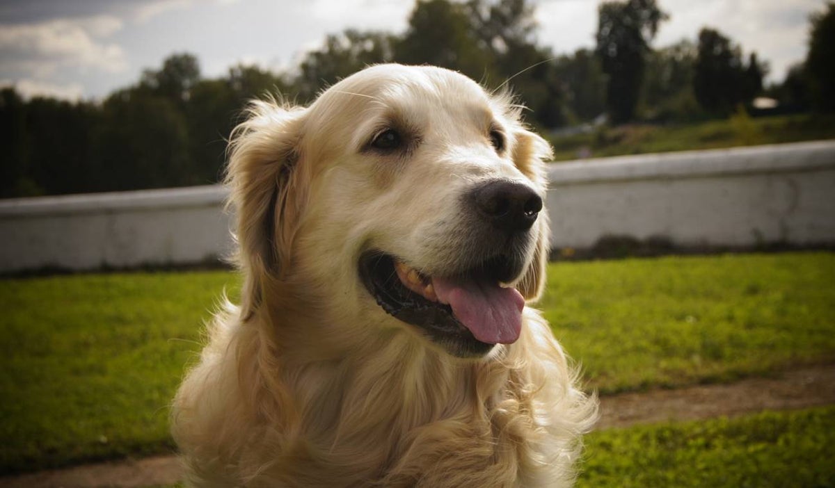 Perro
