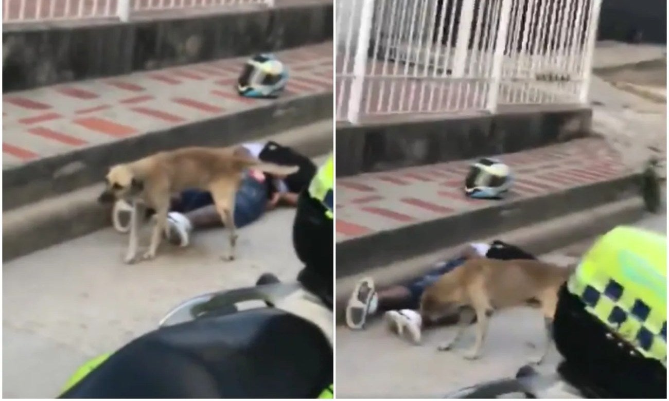 [Video] Perrito orinó a ladrón que estaba esposado