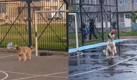 Perro arquero
