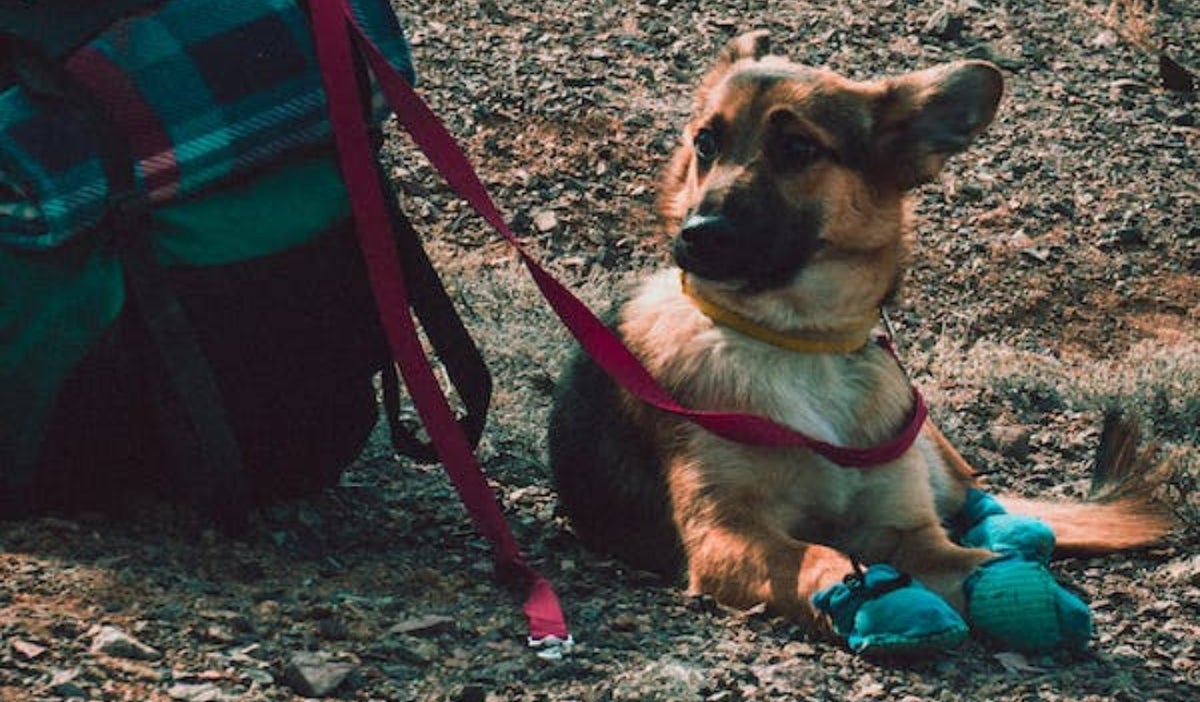 Requisitos para viajar con mascotas en avión