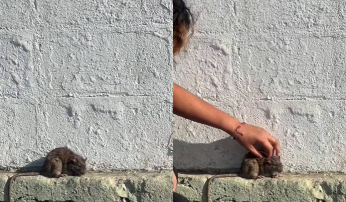 Joven acarició a una rata en plena calle