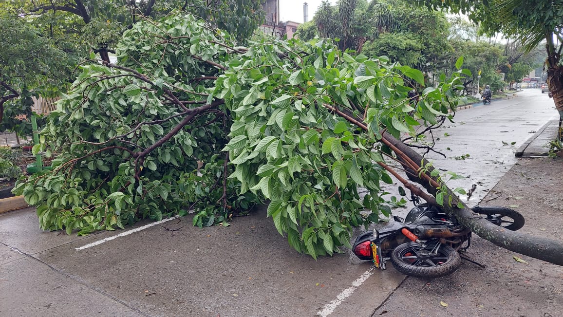 Aguacero en Cali dejó varios árboles caídos