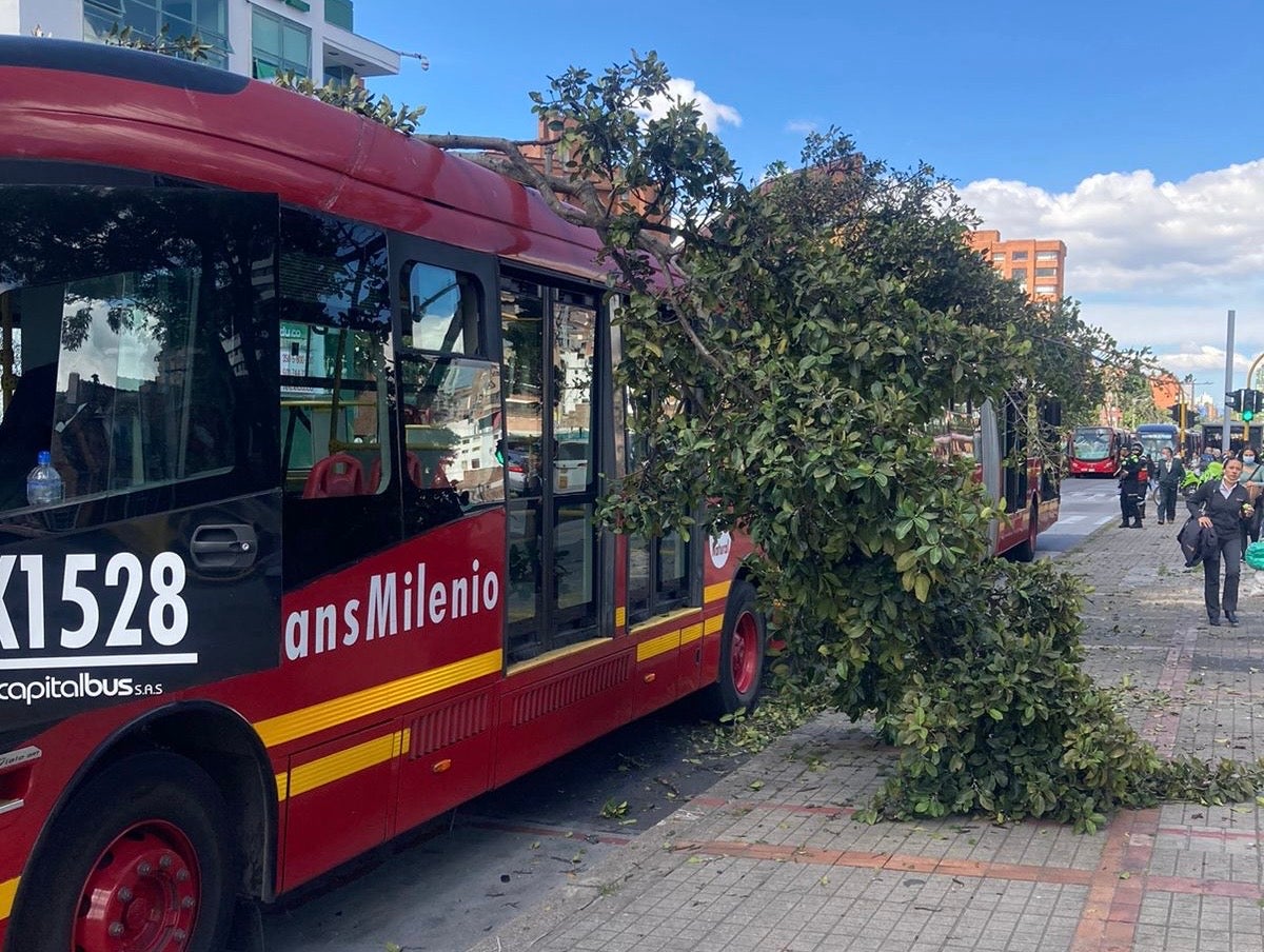 Árbol caído en un Transmilenio