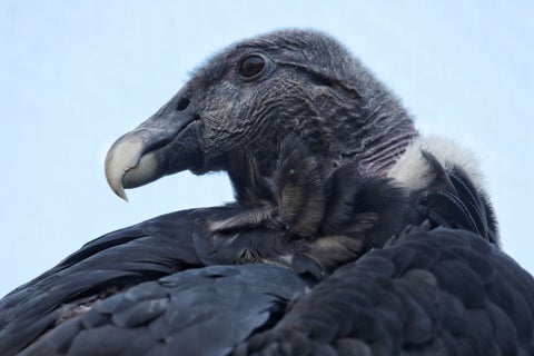 Conservación del Cóndor andino en el Parque Jaime Duque