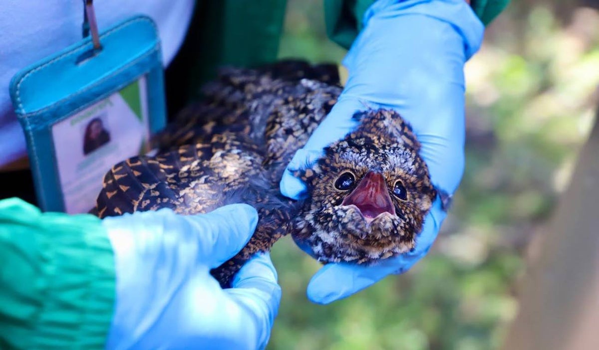 Animal silvestre rescatado en cerros orientales de Bogotá