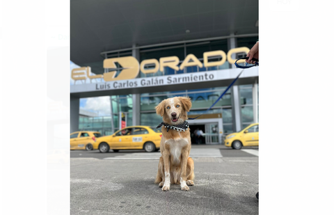 Baños para mascotas en el aeropuerto El Dorado