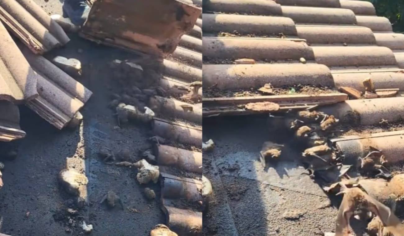 Encuentran nido de murciélagos en el techo de una casa