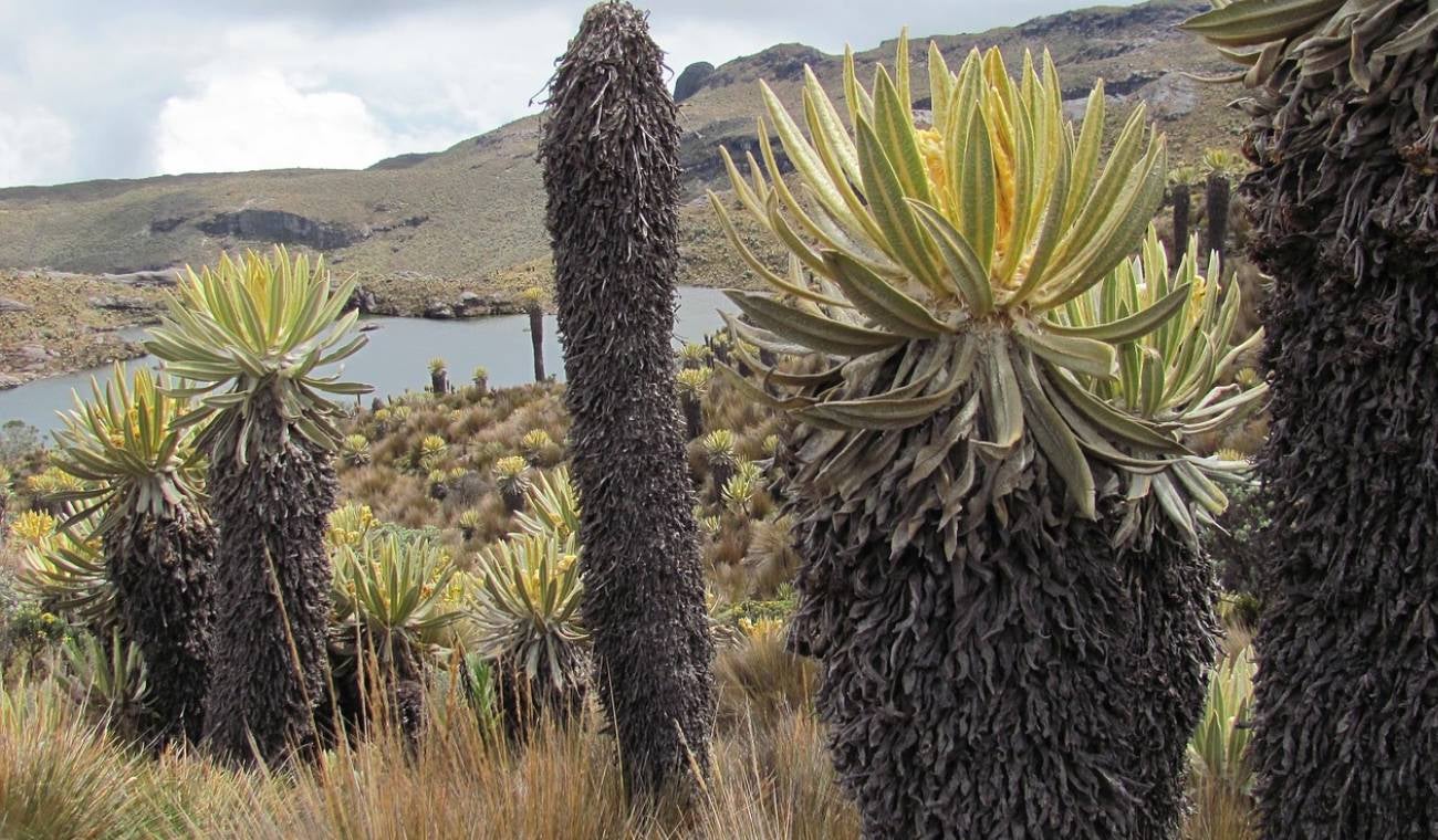 Frailejones