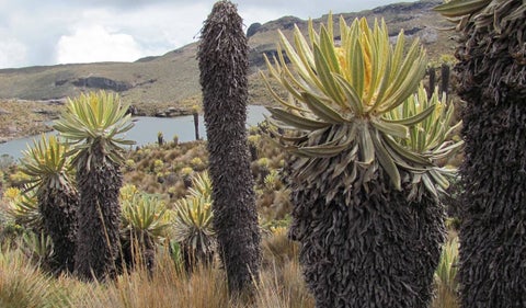 Frailejones