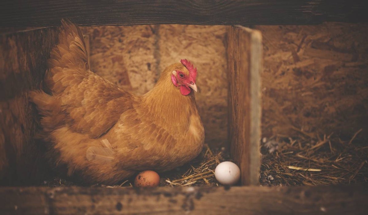 Gallina