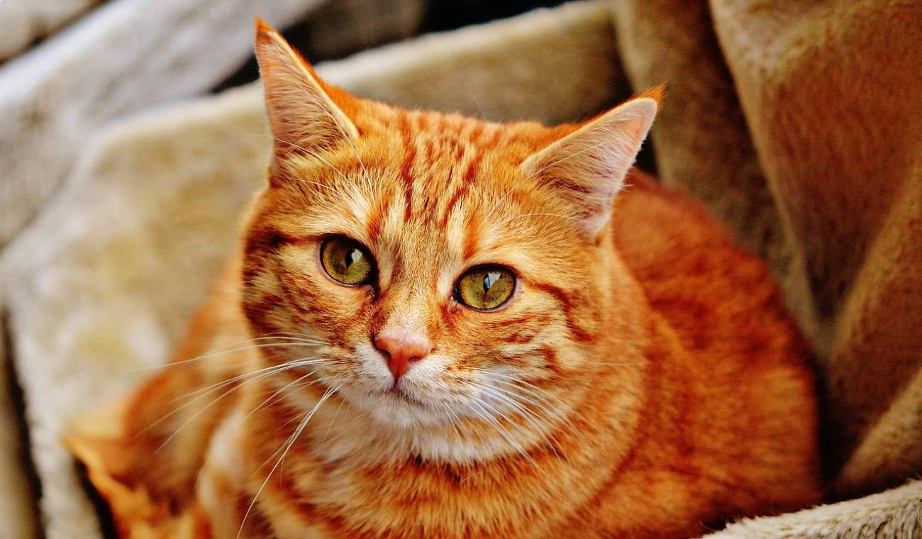 Gato