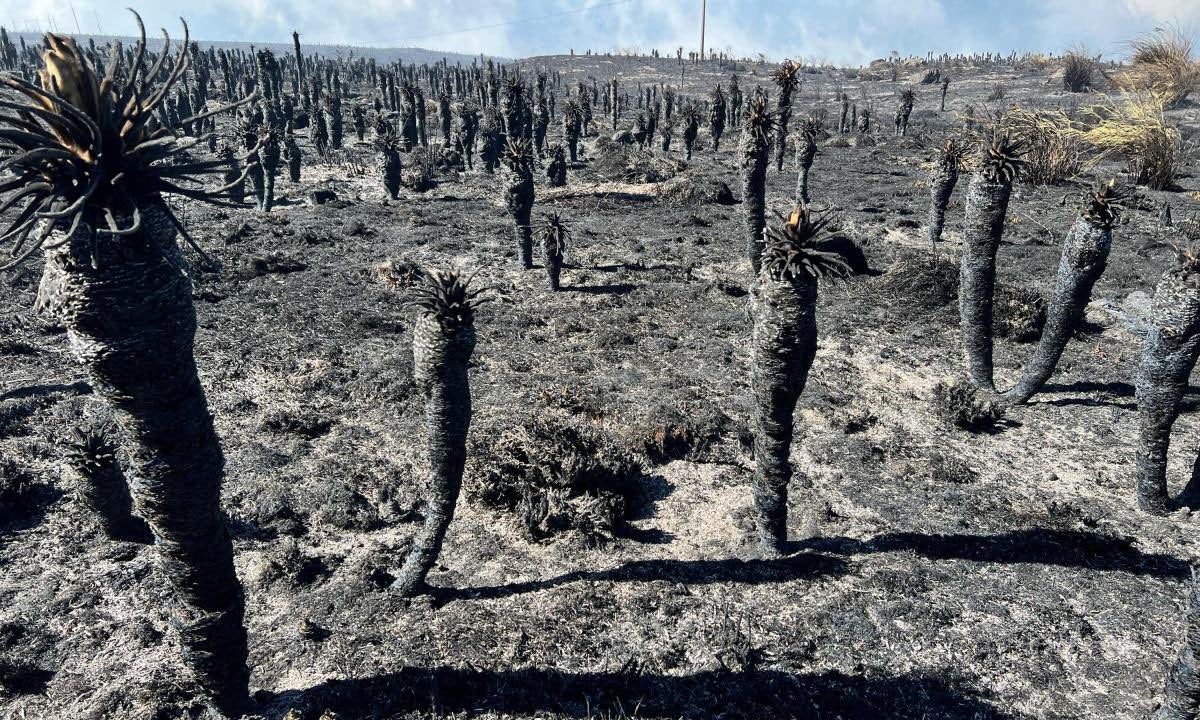 Cementerio de frailejones tras cuatro días de incendios en Páramo de Berlín y Santurbán.