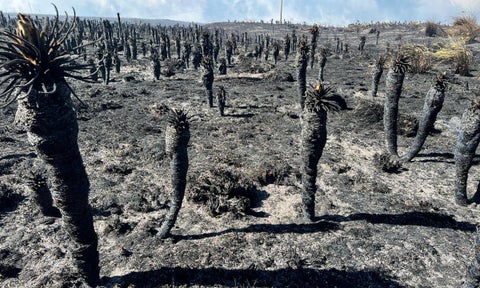 Cementerio de frailejones tras cuatro días de incendios en Páramo de Berlín y Santurbán.
