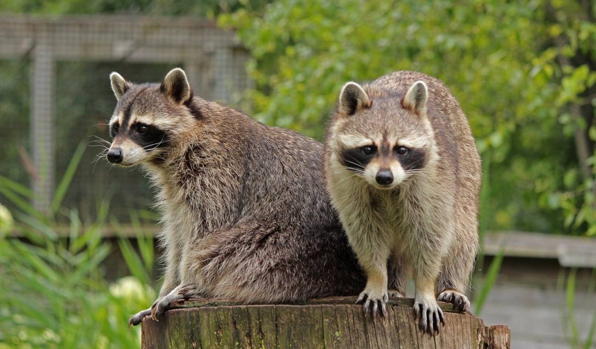 Mapaches