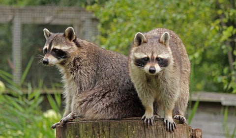 Mapaches