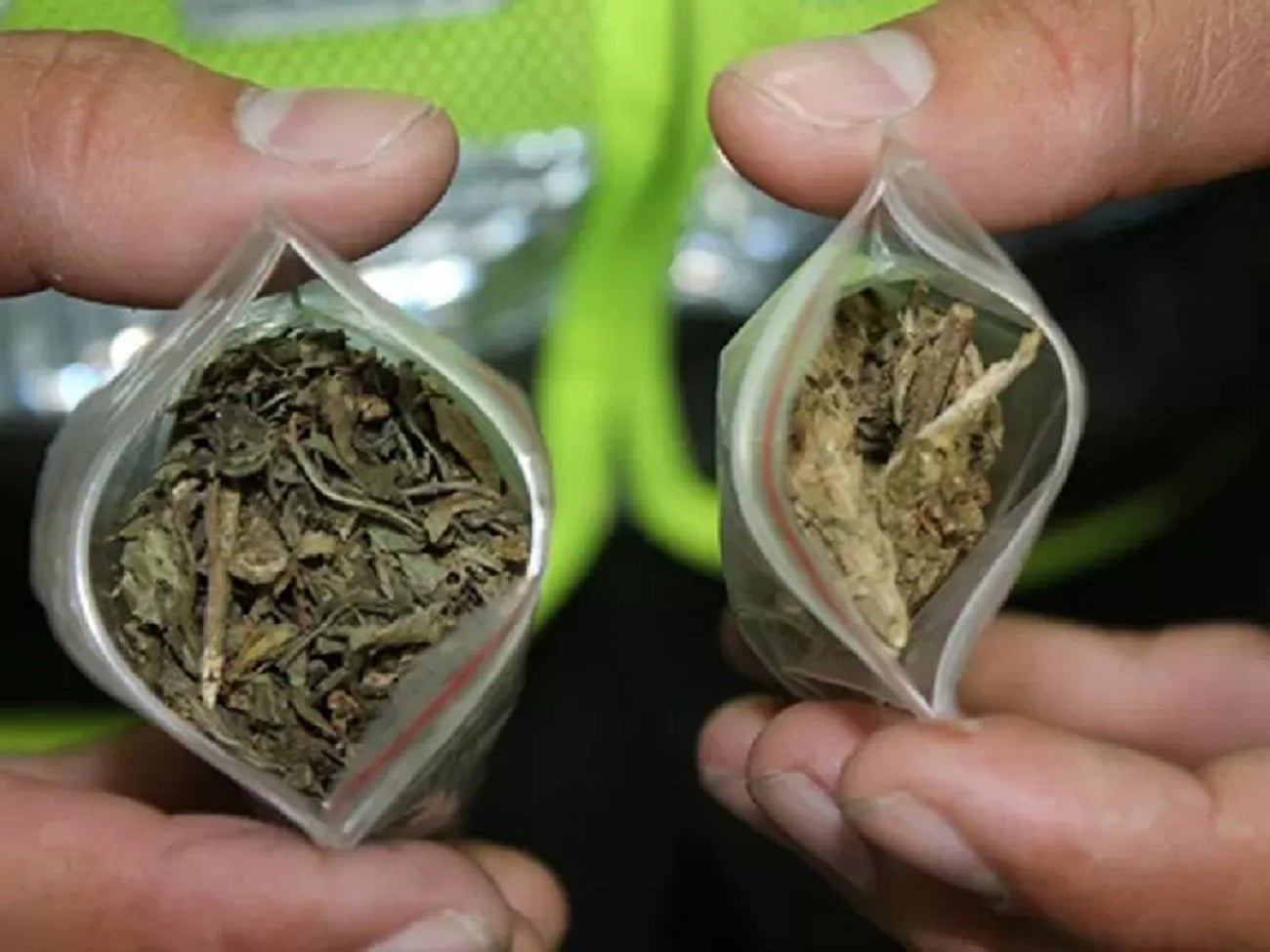 Marihuana. Foto ilustrativa