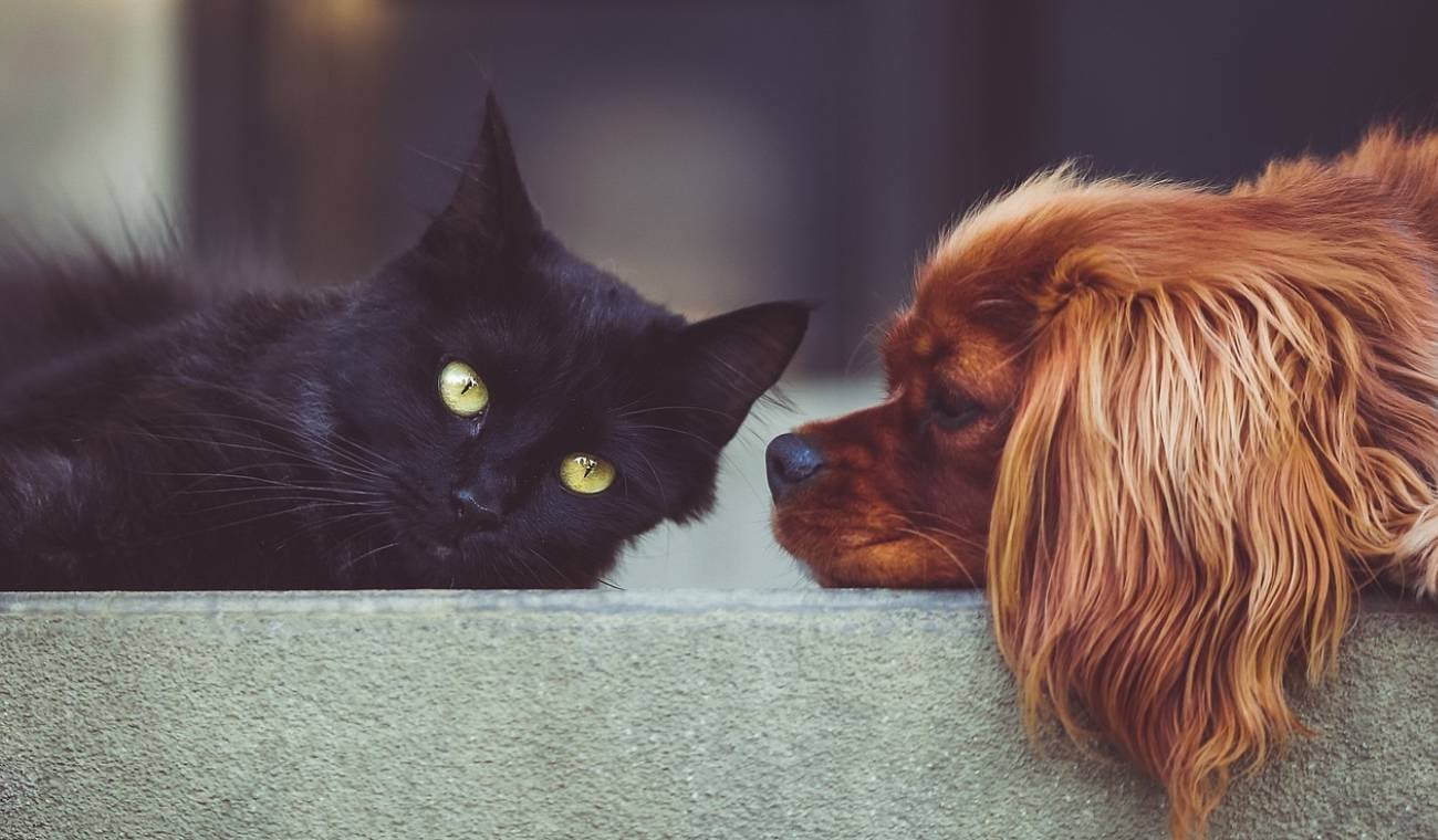 Mascotas