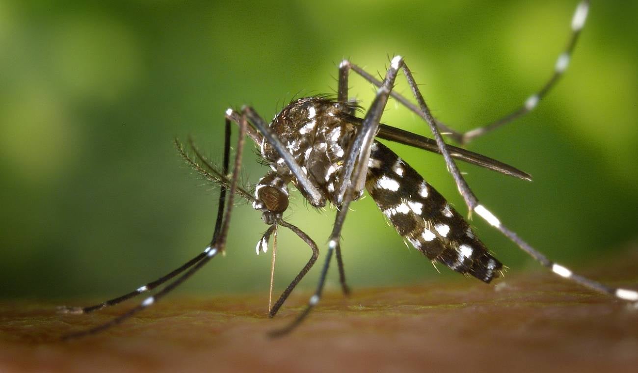Mosquito