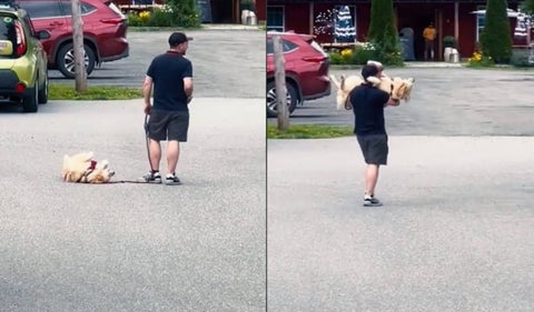 Perro hace pataleta en plena calle