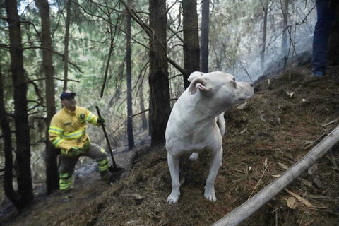 Incendios en Bogotá
