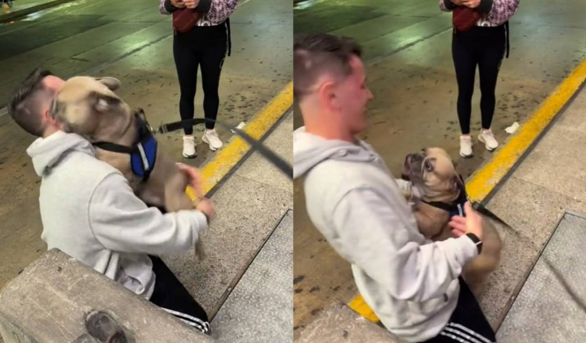 Emotivo reencuentro entre un perro y su dueño