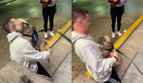 Emotivo reencuentro entre un perro y su dueño
