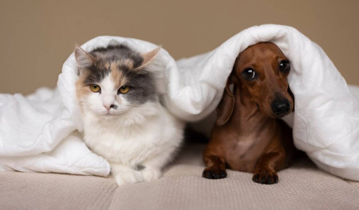 Perro y gato