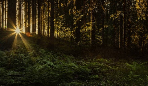 Selva