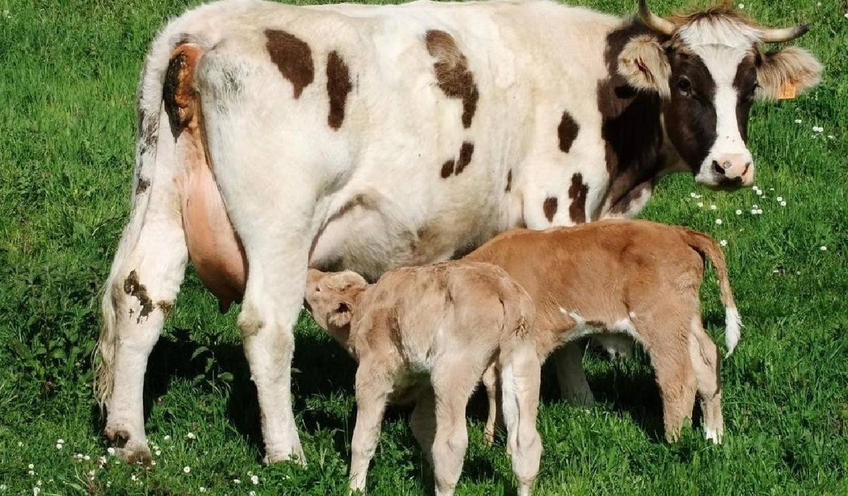 Ternero con cabeza humana