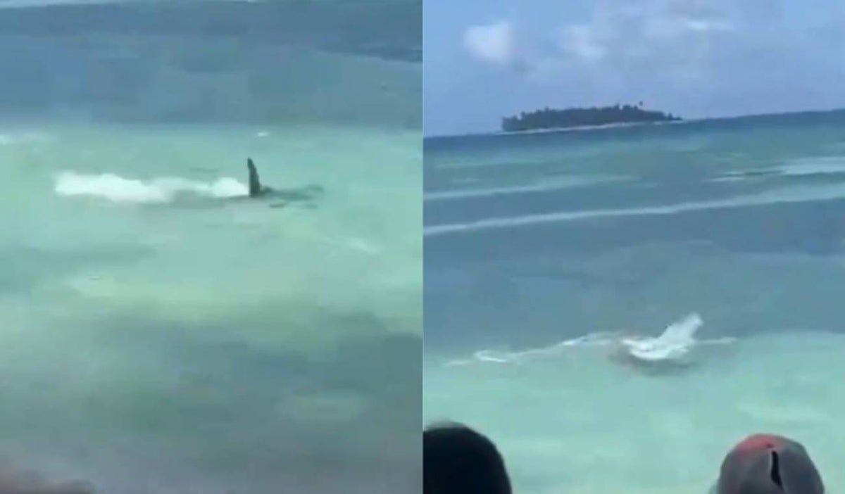 Bañista fue sorprendido por tiburón en San Andrés