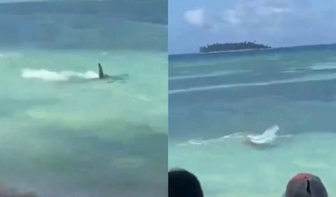Bañista fue sorprendido por tiburón en San Andrés
