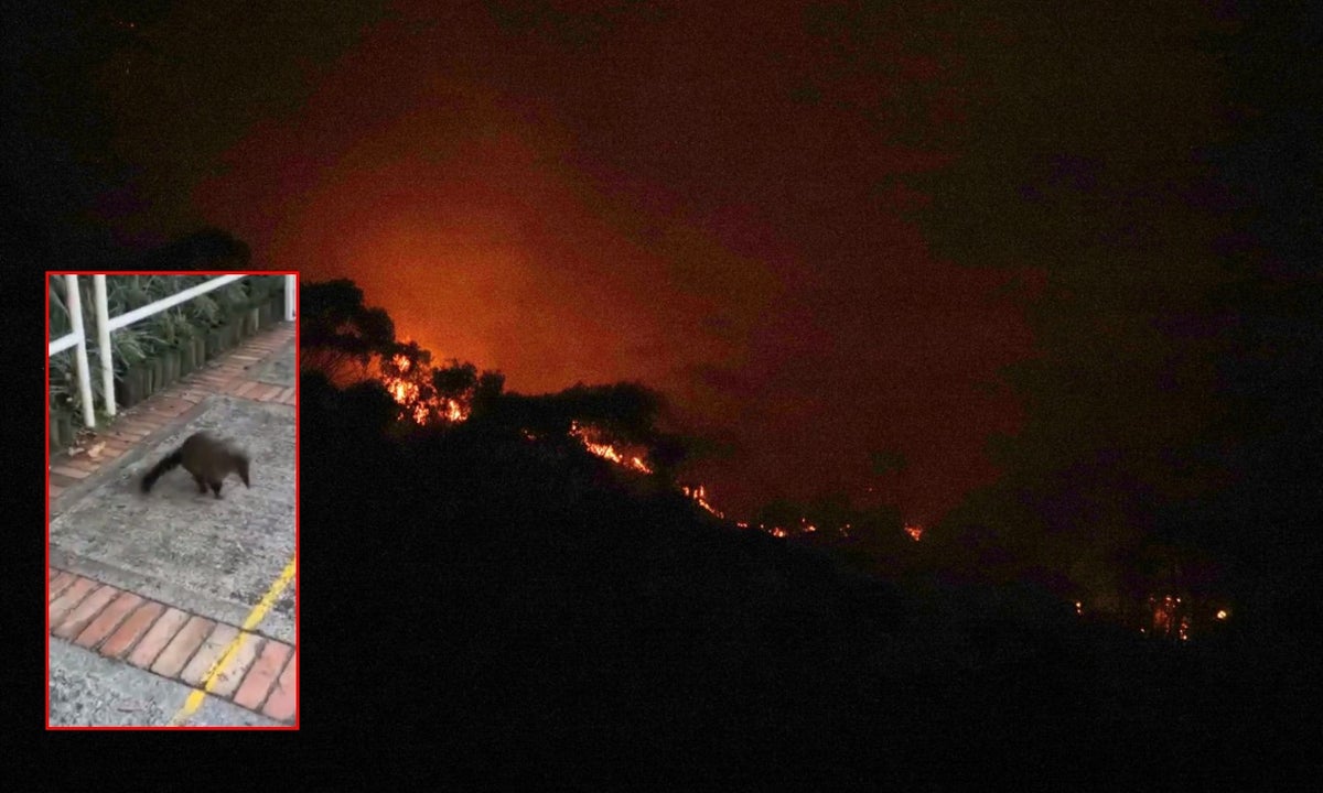 Animales escapan de incendio en Cerros Orientales