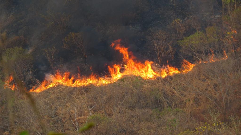 Incendio forestal en Sion en Valledupar