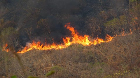 Incendio forestal en Sion en Valledupar