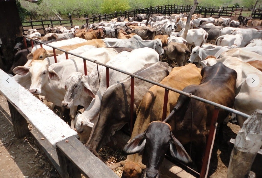 El efecto negativo es notoriamente impactante en tres de las zonas productivas cuya principal actividad ha sido por décadas la ganadería bovina