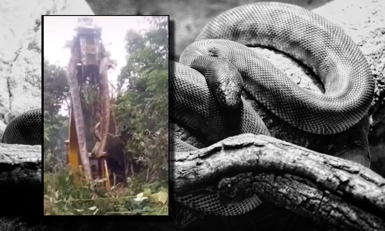Encuentran anaconda de más de 10 metros y 440 kilos [VIDEO]