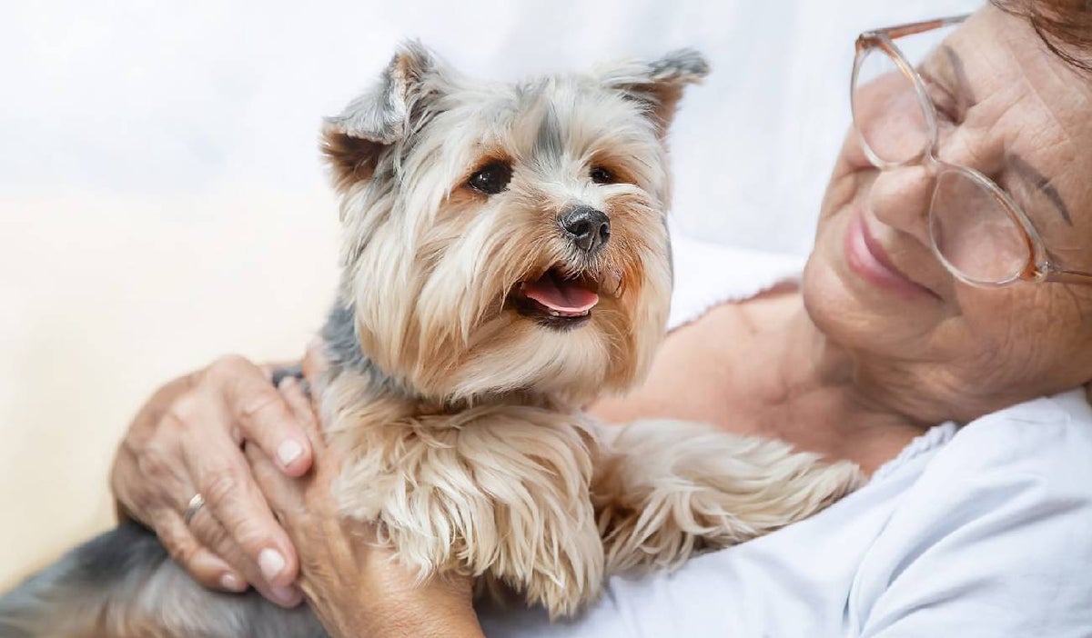 Perro de compania, qué tan bueno es