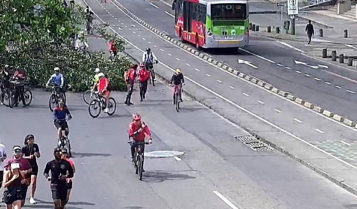 arbol_en_bogota.jpg